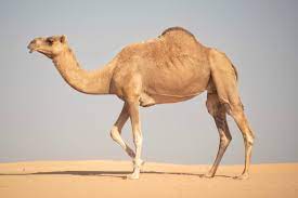 Camels Merriments

