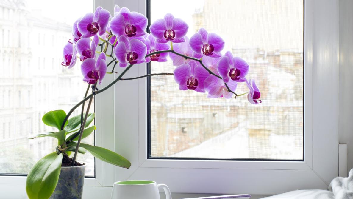 A Guide to Orchids Types and Care Tips