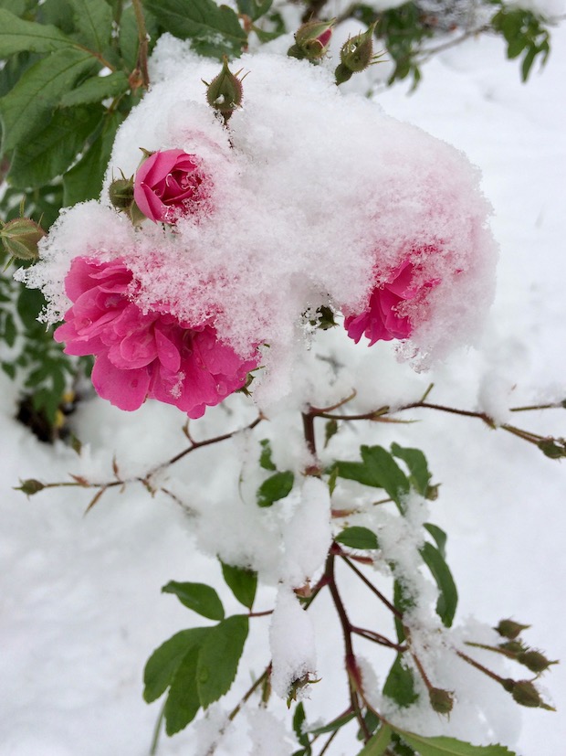 How to Use Winter Flowers in Winter-Themed Events and Celebrations