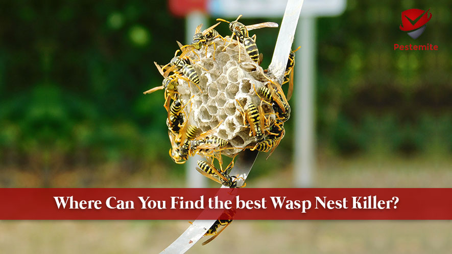 wasp nest killer