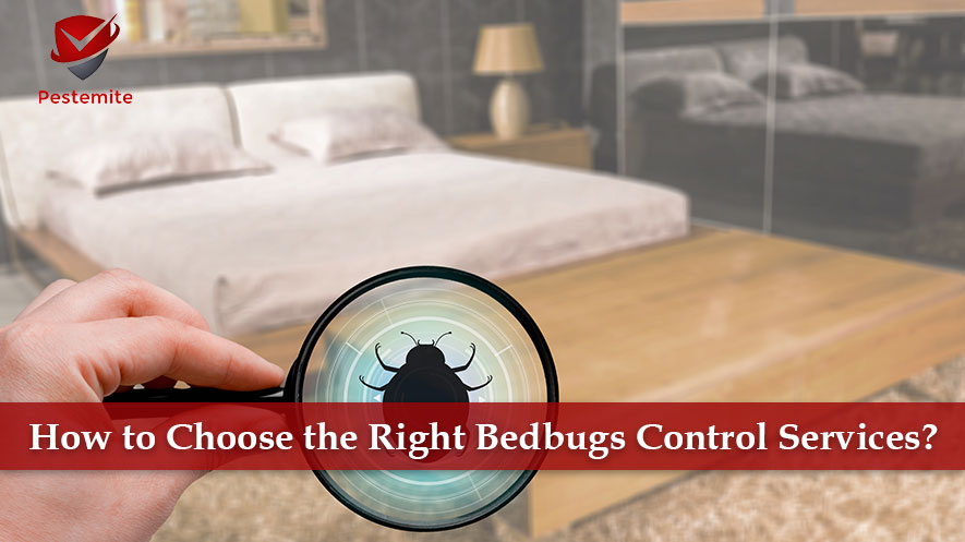 bedbugs control