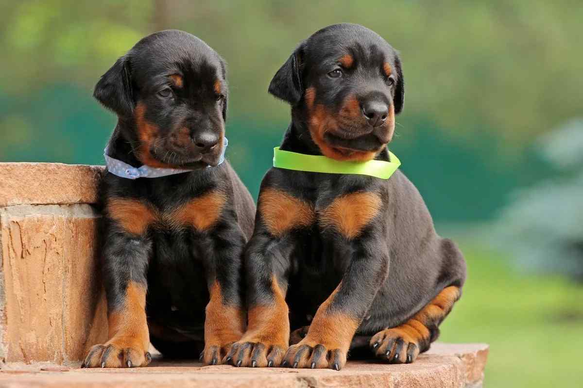 Exploring Arkansas: Where to Find Quality Doberman Puppies for Sale