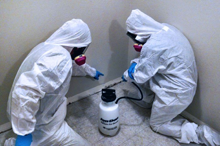 Mold Removal Specialists