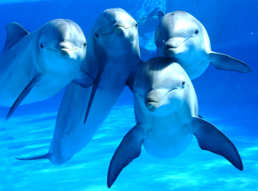 Save the Dolphins