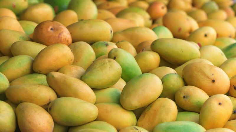 Mango exporter in gujarat
